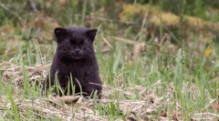 Čileanska mačka: mali predator iz južne amerike
